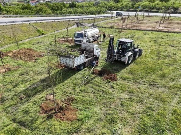 Metrobüs hattı için sökülen her ağaç başka bir alanda yaşatılıyor