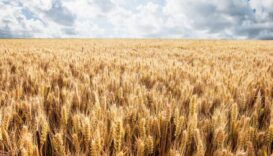 2025 TMO Buğday ve Arpa Alım Fiyatları Açıklandı